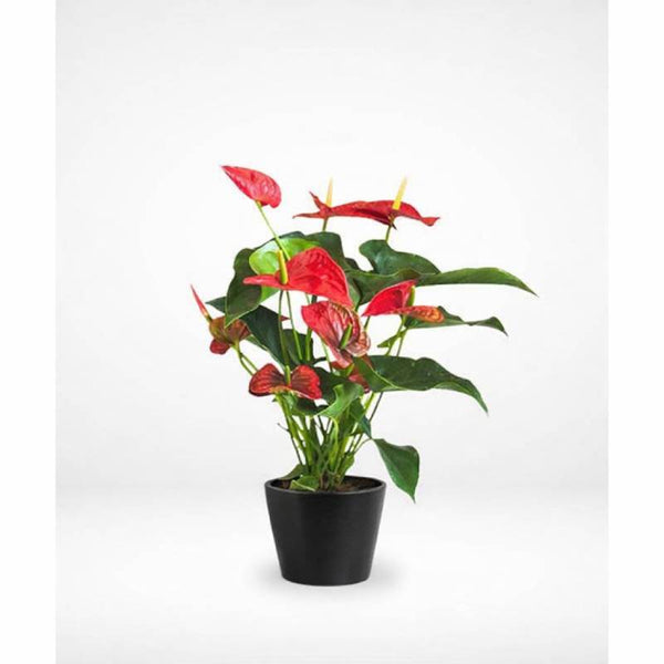 ❤️ Scarlet Elegance Anthurium