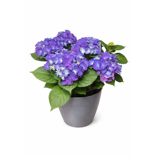 Royal Blue Hydrangea