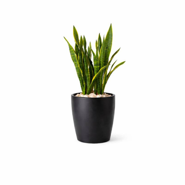 Snake Plant – Stone Grey Pot