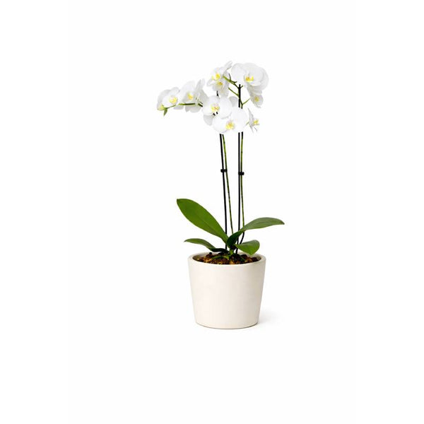 Ivory Grace Orchid