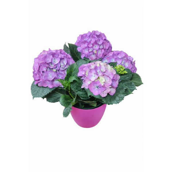 Lavender Bliss Hydrangea