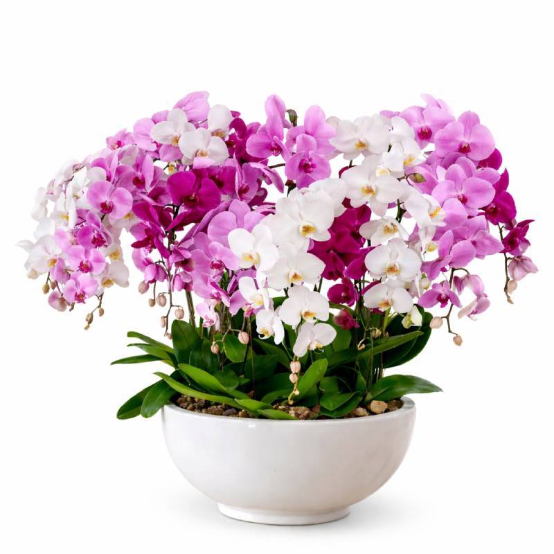 Royal Orchid Symphony