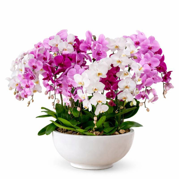 Royal Orchid Symphony