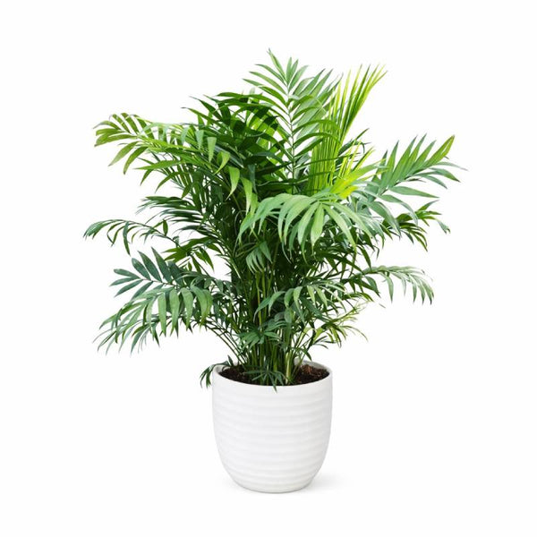 Chamaedorea Palm