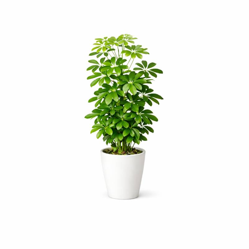 Schefflera Arboricola (Umbrella Plant)