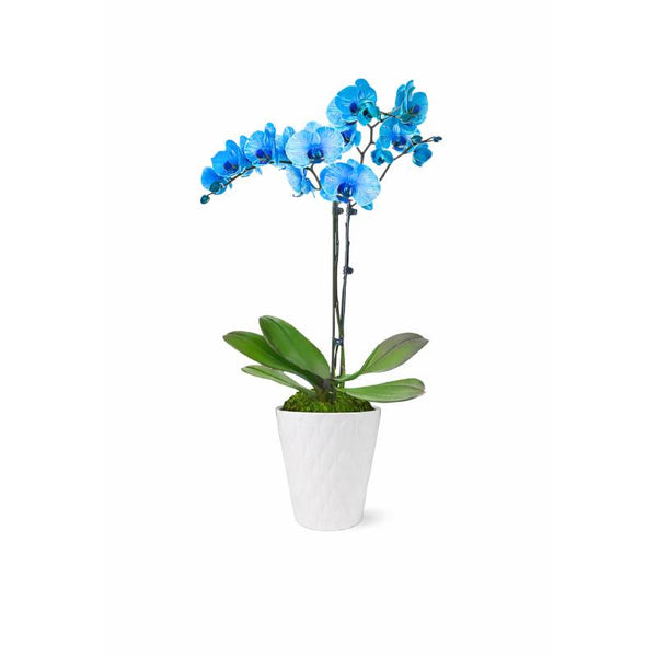 Azure Dream Orchid