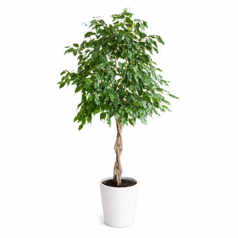 Ficus Benjamina