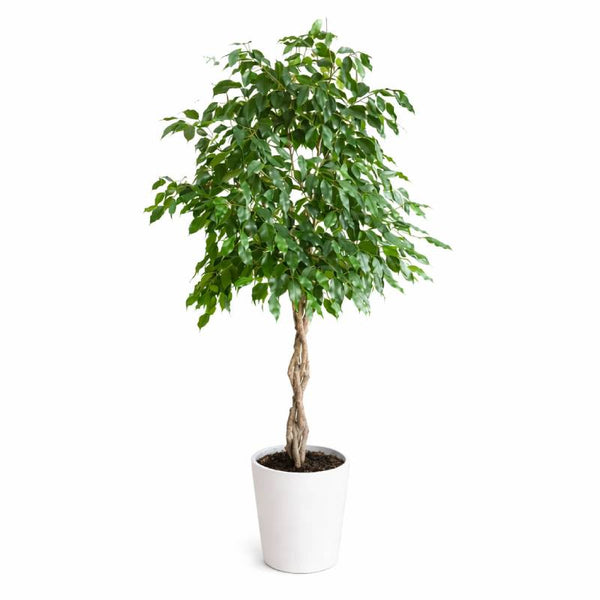 Ficus Benjamina
