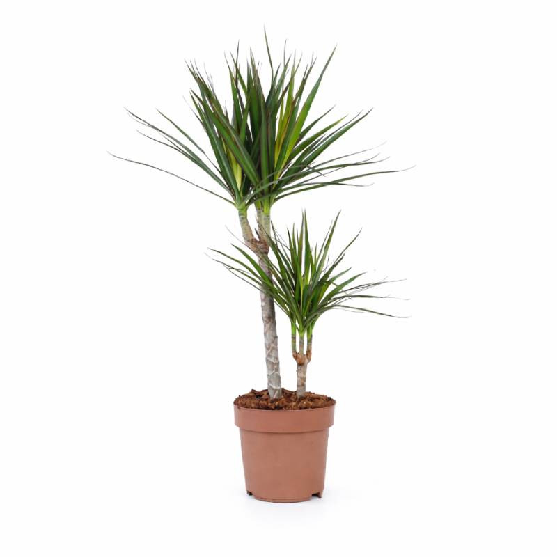 Dracaena Marginata