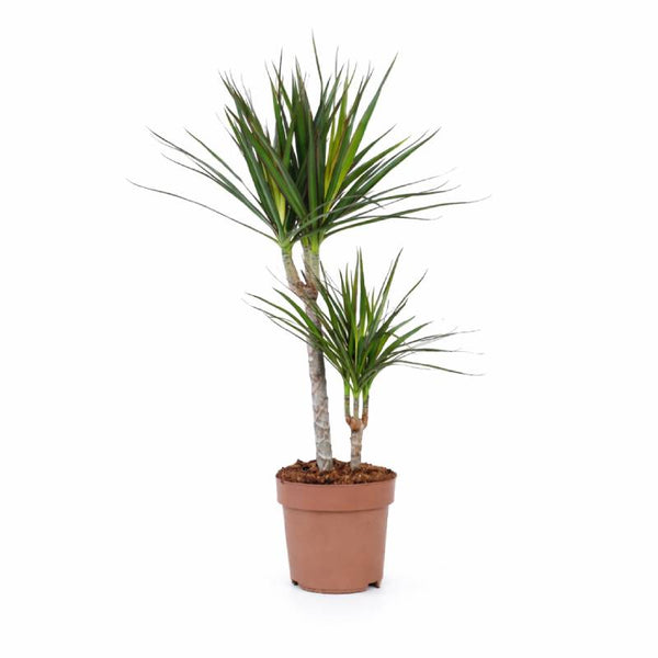 Dracaena Marginata