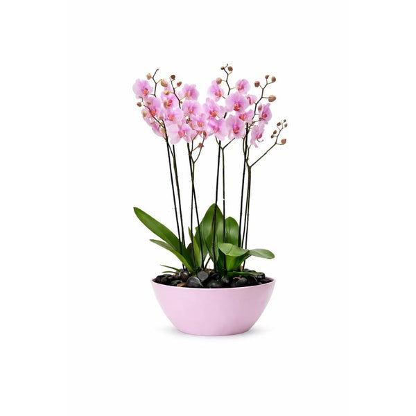 Blush Serenity Orchid Bowl
