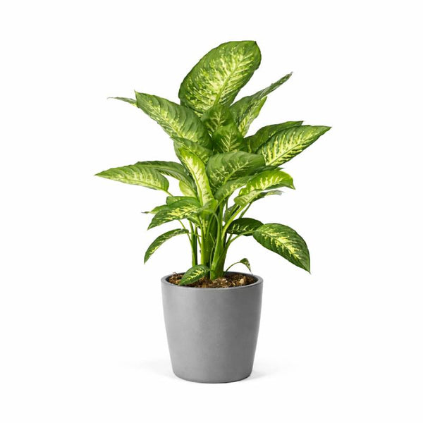 Dieffenbachia