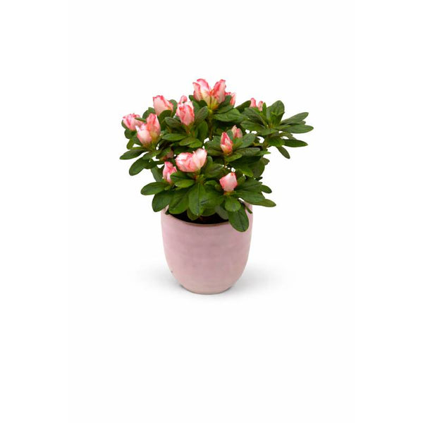 🌸 Blush Harmony Azalea
